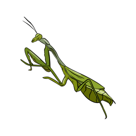 Mantis drawing clipart