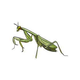 Mantis clipart