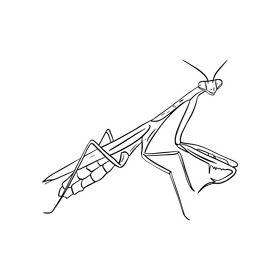 Mantis black and white clipart free download