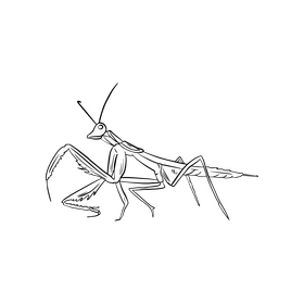 Mantis drawing black and white clipart vector free download