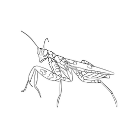 Cartoon mantis black and white clipart