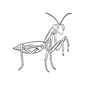 Mantis illustration black and white clipart free download