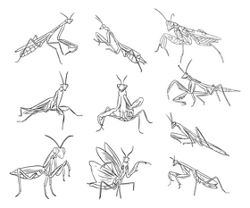 Mantis black and white vector