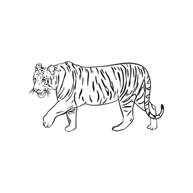 Tiger illustration black and white clipart