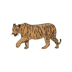 Tiger illustration clipart