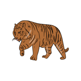 Cartoon tiger clipart