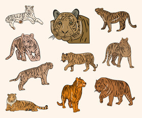 Cartoon tigers vector