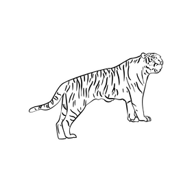 Tiger black and white clipart