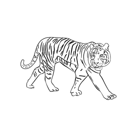 Tiger black and white clipart