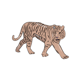 Tiger clipart