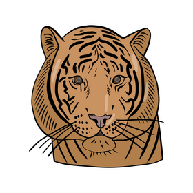 Cartoon tiger drawing clipart