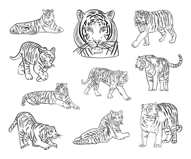 Cute tigers black and white vector