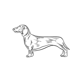 Dachshund dog illustration black and white clipart