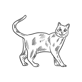 Free cat drawing black and white clipart