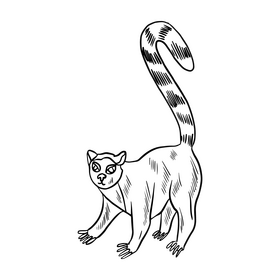Cute lemur cartoon black and white clipart