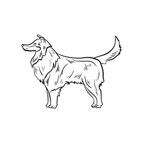Collie dog black and white clipart
