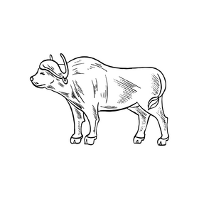 Buffalo cartoon black and white clipart