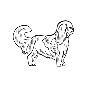 Cartoon lapdog black and white clipart