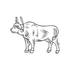 Bull illustration black and white clipart