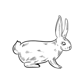 Rabbit black and white clipart