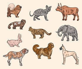 Cartoon animals vector