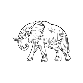 Elephant black and white clipart