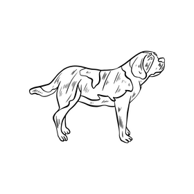 St bernard dog black and white clipart