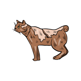Cat pet clipart