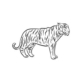 Tiger cartoon black and white clipart free download