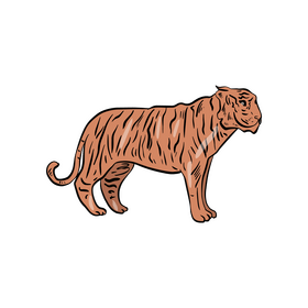 Tiger cartoon clipart