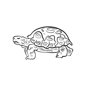 Turtle illustration black and white clipart