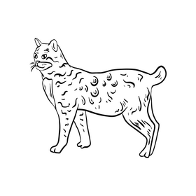 Free cat, pet black and white clipart