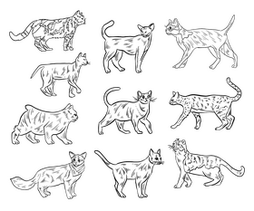 Cats animals black and white vector