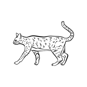 Cat illustration black and white clipart