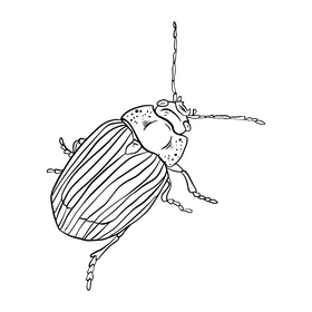 Beetle cartoon black and white clipart