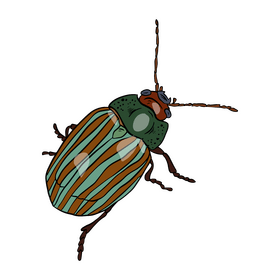 Beetle cartoon clipart vector free download