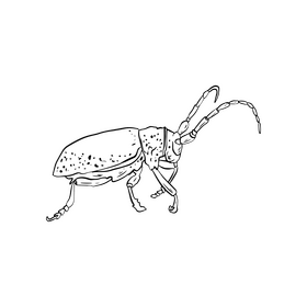 Beetle drawing black and white clipart