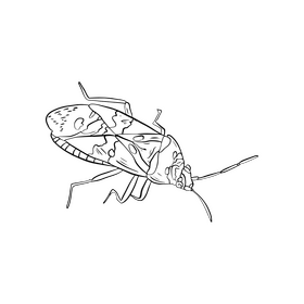 Beetle illustration black and white clipart