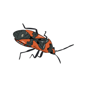 Beetle illustration clipart