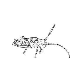 Beetle black and white clipart