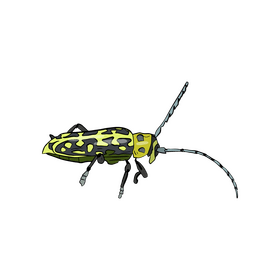 Beetle clipart