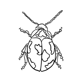 Beetle black and white clipart