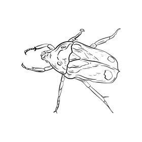 Beetle black and white clipart