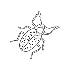 Beetle Drawing Black And White Clipart Free Download