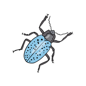 Blue beetle drawing clipart
