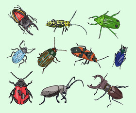 Beetles cartoon vector
