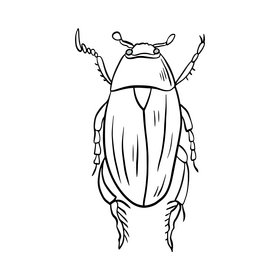 Bug Black And White Clipart Free Download