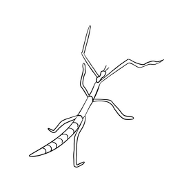 Mantis illustration black and white clipart