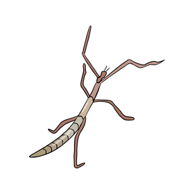 Mantis illustration clipart