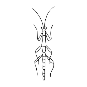 Mantis cartoon black and white clipart